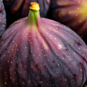 black fig sicilian