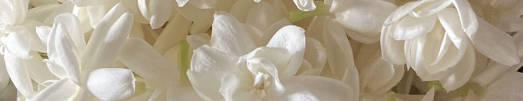 Jasmine: The Essence of Grace and Love in Perfumery