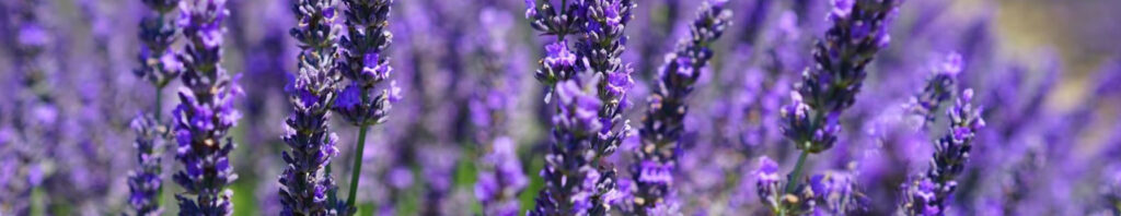 the lavender legacy: a perfumer's delight