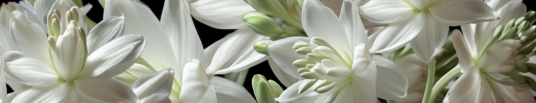 tuberose: the enchantress of perfumery