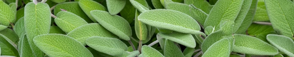 aromatic sage scent in fragrances