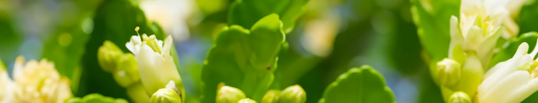 bergamot blossom