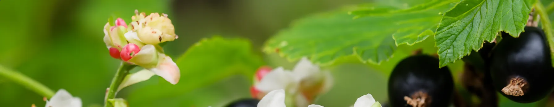 blackcurrant blossom in perfumes