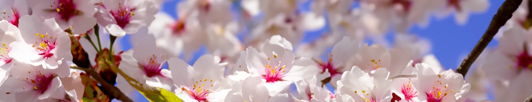 cherry blossom in perfumes