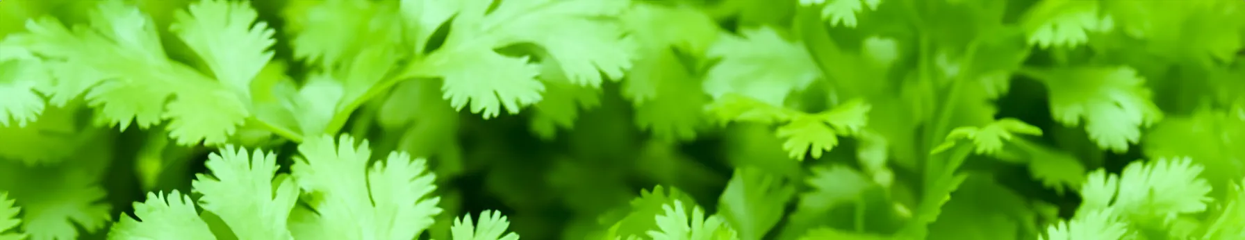 coriander in fragrance