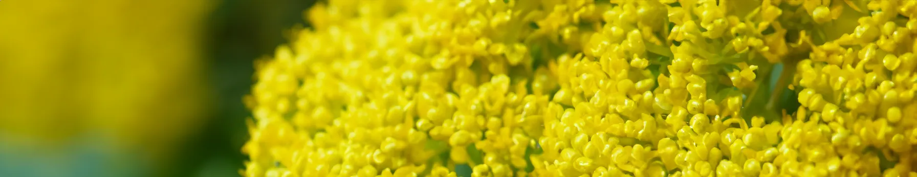 galbanum in perfumes