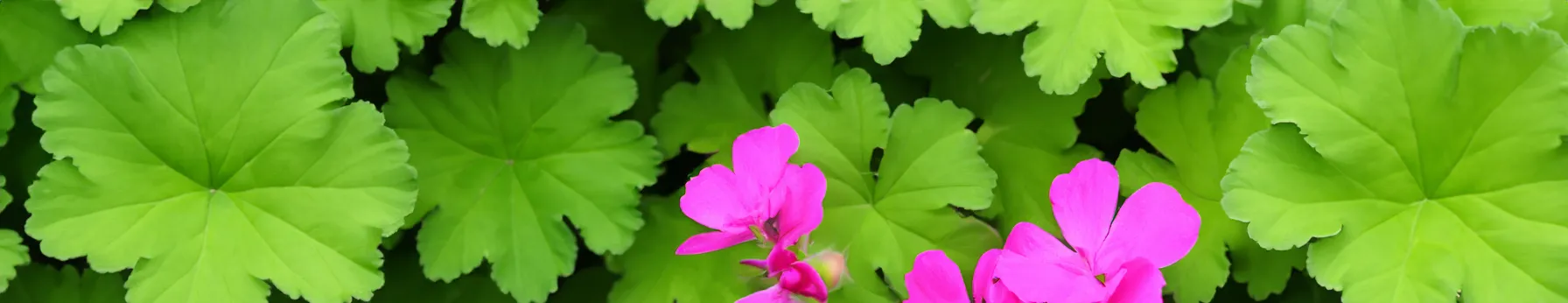 geranium perfume ingredient