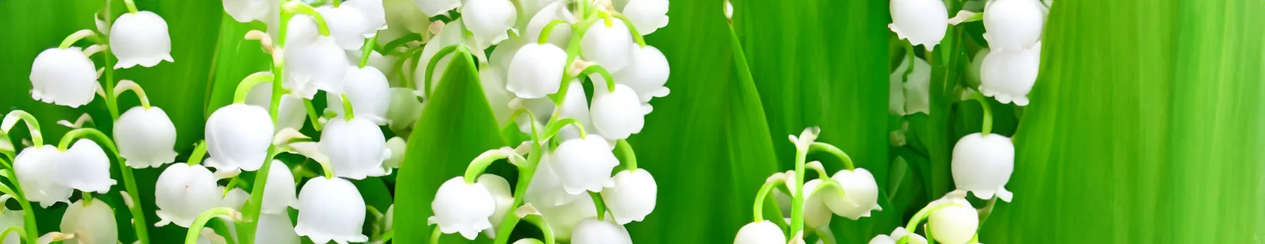 lily of the valley in perfumes