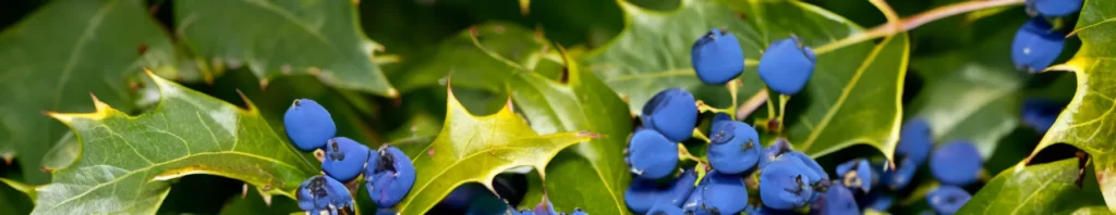 mahonia in perfumes