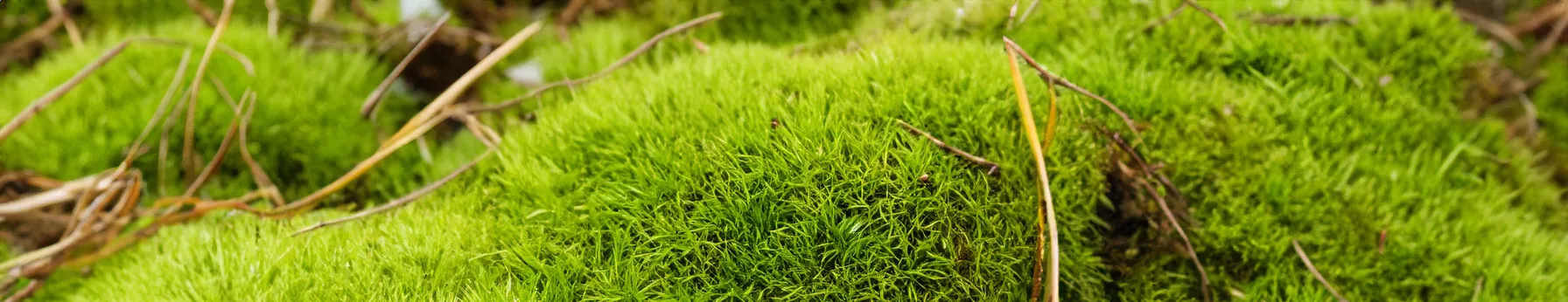 moss scent in perfumes