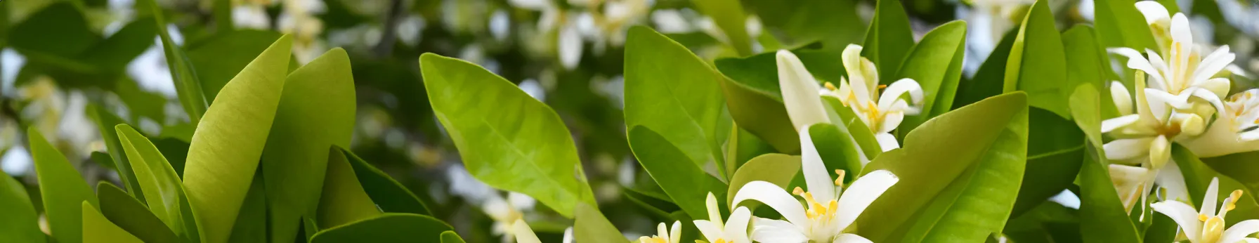 neroli in perfumes