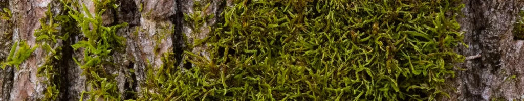 oakmoss in perfumes