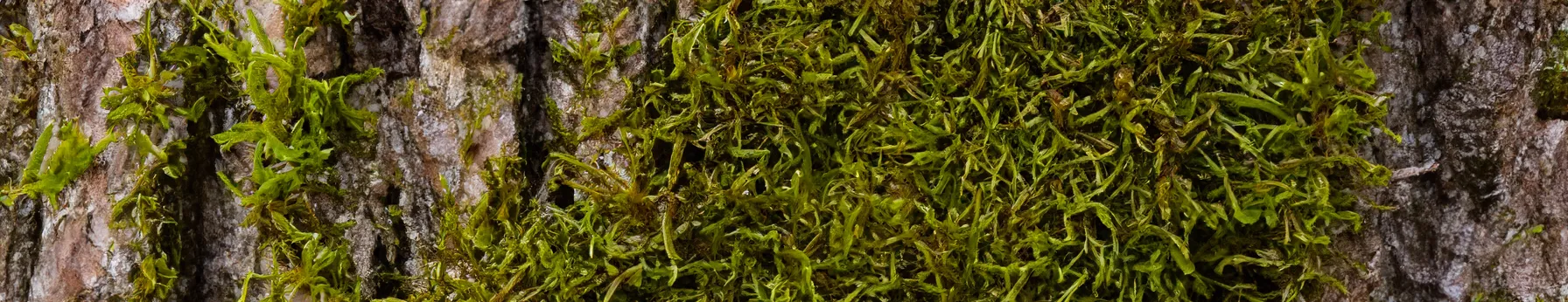 oakmoss in perfumes