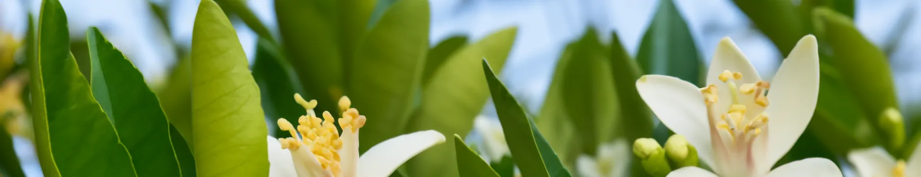 orange blossom scent in perfumes