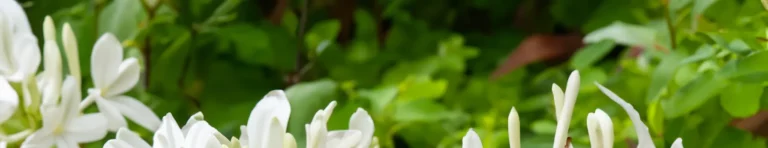 osmanthus in perfumes