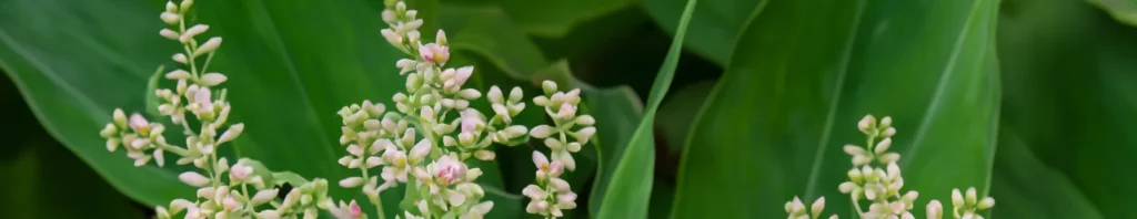 polygonum in perfumes