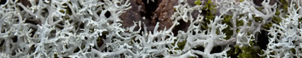 salted lichen in perfumes