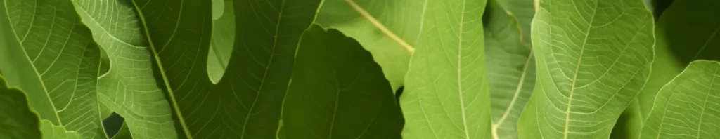 the allure of fig leaf in perfumery nature’s green elegance