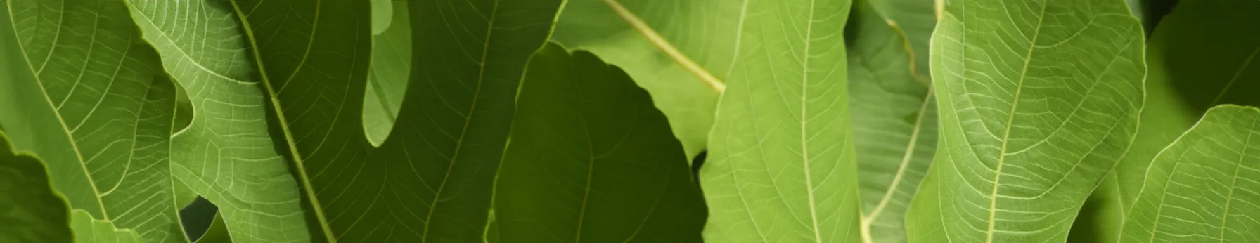 the allure of fig leaf in perfumery nature’s green elegance