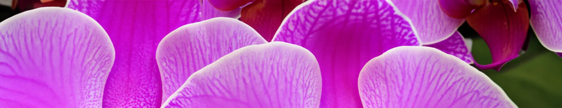 the allure of orchids in perfumes