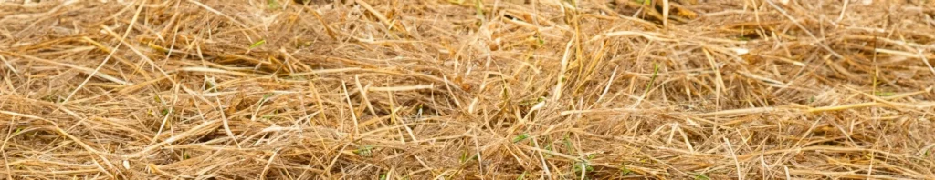 the aroma of hay in perfumes