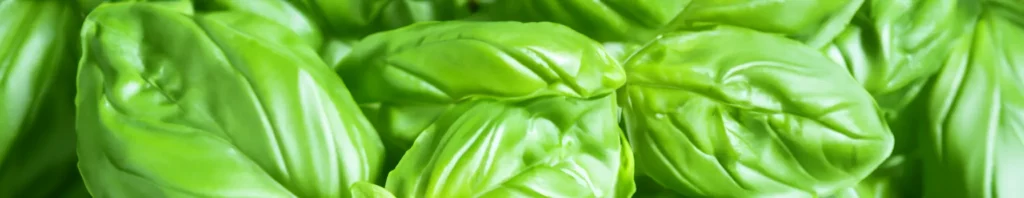 the aromatic charm of basil in perfumes