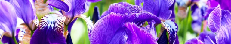 the elegance of iris in perfumes