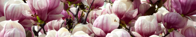 the elegance of magnolia in perfumes