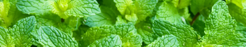 the fresh appeal of spearmint in perfumes