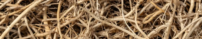 vetiver in perfumes