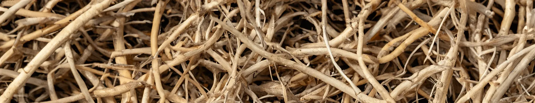 vetiver in perfumes