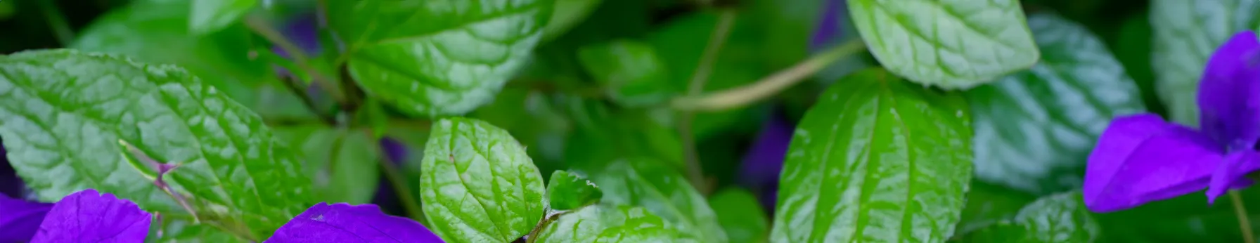 violet leafs in perfumes