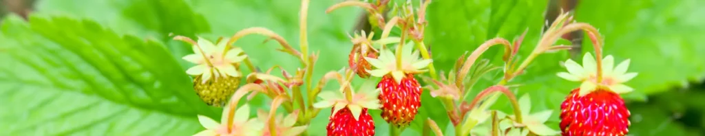 wild strawberries in perfumes