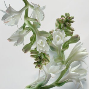 tuberose flowers