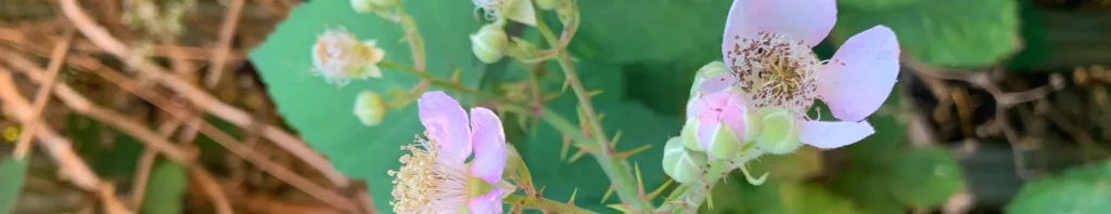 blackberry blossom in perfumes