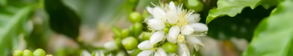 coffee blossom in perfumes