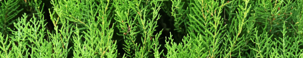 cypress in perfumes