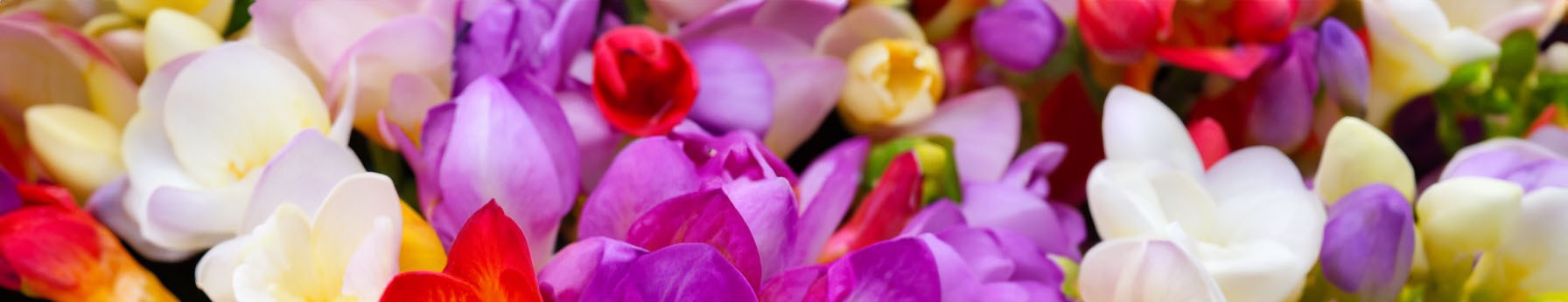 freesia flowers in perfumes