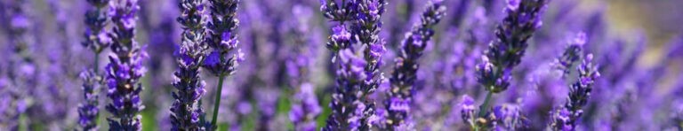 lavender in perfume