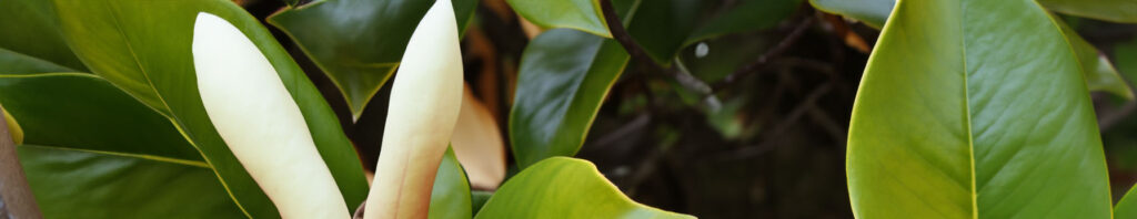 magnolia leaves in perfumes