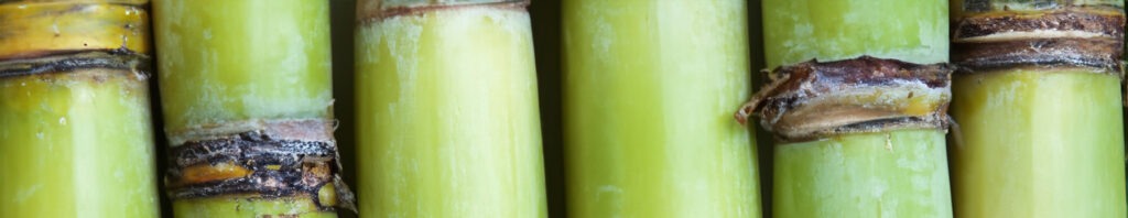 sugar cane in perfumes