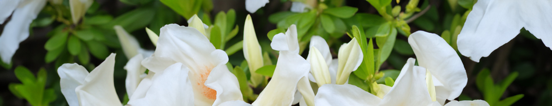 white azalea in perfumes