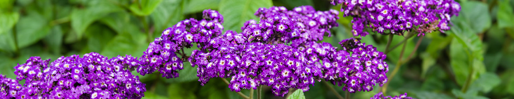 heliotrope in perfumes