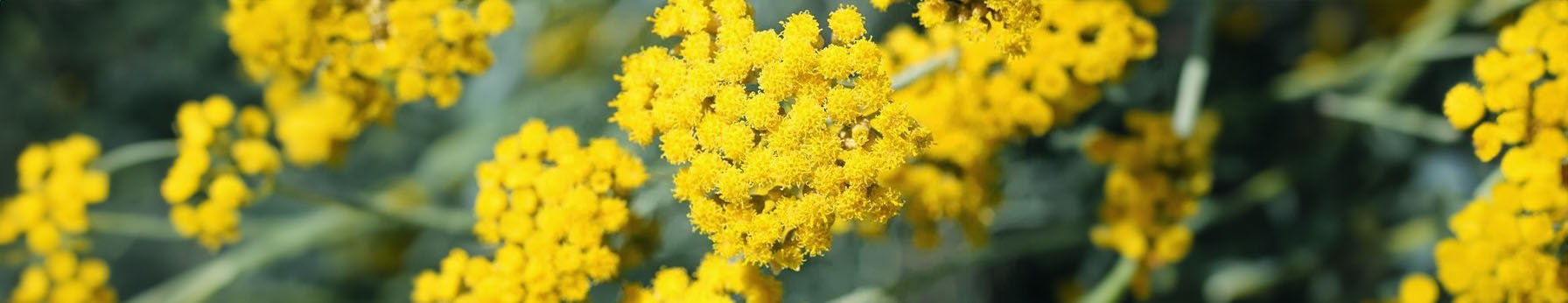 immortelle in perfumes