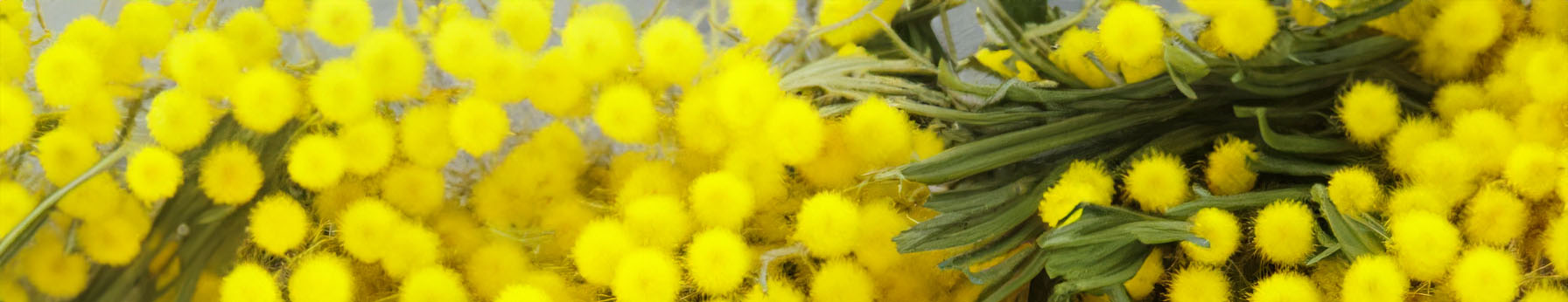 mimosa in perfumes