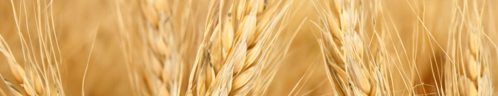 wheat in perfumes