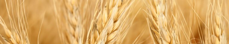 wheat in perfumes