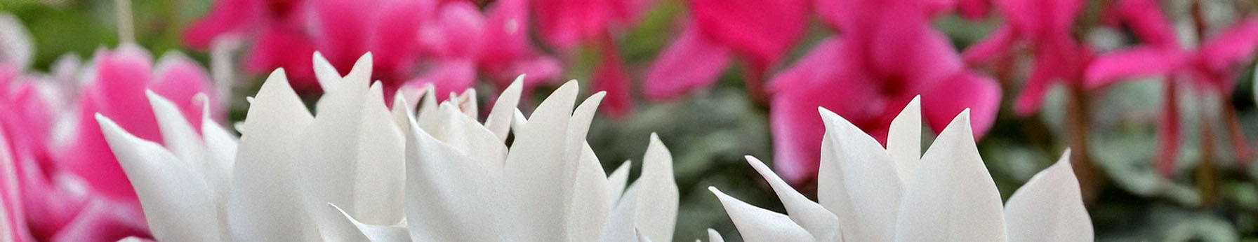 cyclamen in perfumes