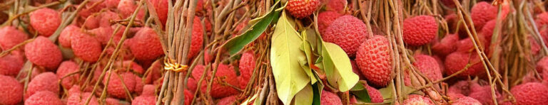 lychee in perfumes