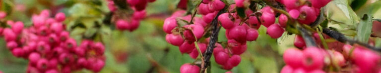 pink berries in perfumes